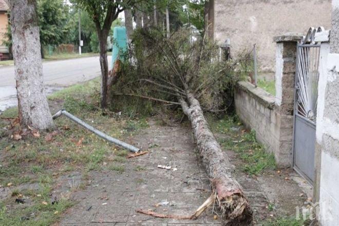 Една от колите, участвали в гонката в Лом, завършила с катастрофа, отсякла дърво при удара (снимки)