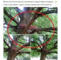Пейка „кацна” върху дърво в Морската градина на Варна
