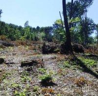 Незаконна сеч на десетки декари гори край Пирдоп