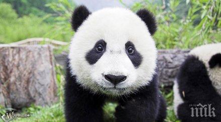 панди близнаци родиха зоопарк вашингтон