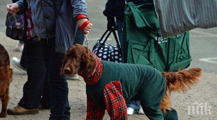 италианка приписа богатството млн долара кучето