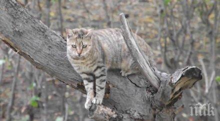момиче опита спаси коте качило дърво случи