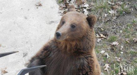 отложиха сватбата берна костадин пролетта снимки