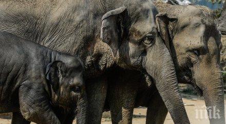 учени хората намаляват разнообразието бозайници света