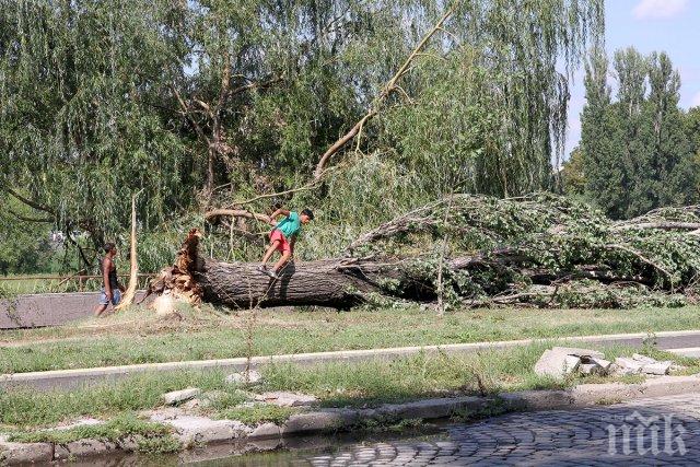 Вятърът прекърши 40-годишни тополи до Водната палата в Пловдив