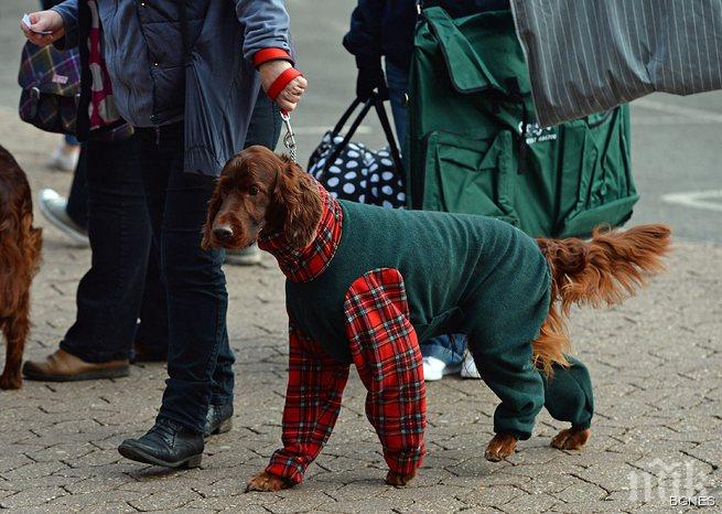 Италианка приписа богатството си от 2,5 млн. долара на кучето си