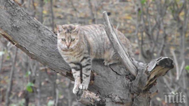 Момиче се опита да спаси коте, качило се на дърво. Да, но какво се случи след това...
