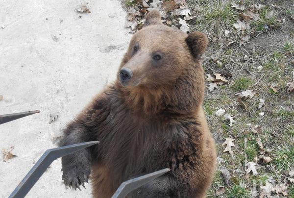 Отложиха сватбата на Берна и Костадин за пролетта (снимки)