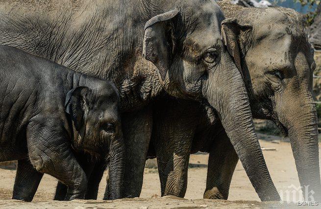 Учени: Хората намаляват разнообразието от бозайници по света