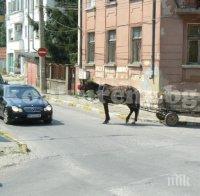 Благоевградчанка изригна срещу ромските каруци: Писна ми да чистя конски изпражнения от улицата!