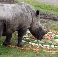 Повод за гордост! Единственият носорог на Балканите е в Столичния зоопарк
