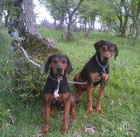 Ловец от Царево предупреждава: Масово крадат ловни кучета. Апашите са организирана мафия