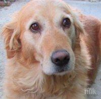 Прятел в нужда се познава! Студентка подслони куче, спасило я от нападение