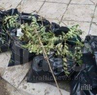 Смрад тормози пловдивчани!
