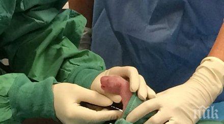 обгрижват крехките панди вашингтон