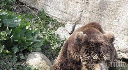 заграждение пазят мечките зоопарка кайлъка