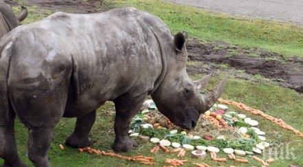 повод гордост единственият носорог балканите столичния зоопарк