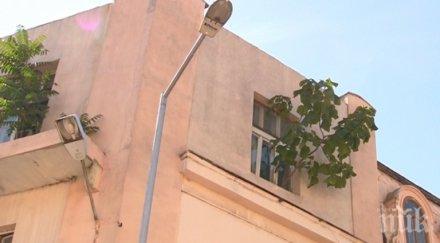 дърво расте наобратно тераса центъра бургас видео