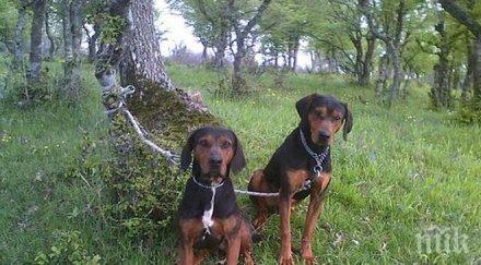 ловец царево предупреждава масово крадат ловни кучета апашите организирана мафия