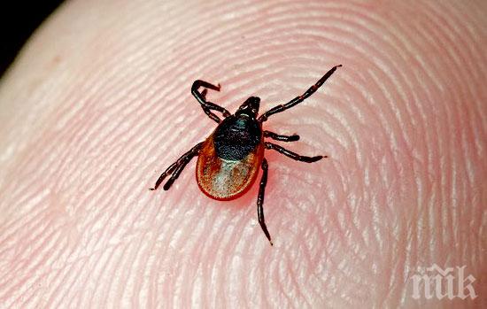 Мъж от Приморско е починал от марсилска треска