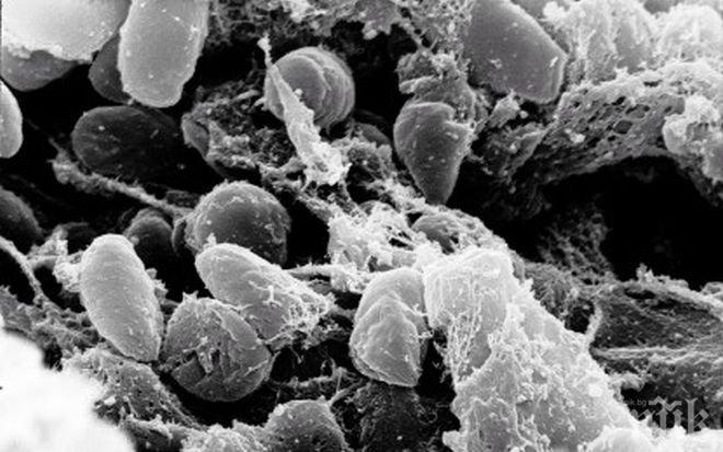 Американската здравна служба предупреди за 11 случая на чума в САЩ