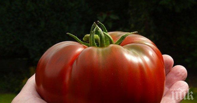 Германия забранява ГМО културите