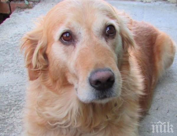 Прятел в нужда се познава! Студентка подслони куче, спасило я от нападение