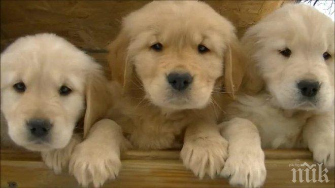 Жестокост! Мъж гази малки кученца пред очите на деца в Перник!
