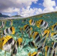 3D-принтирани микроскопични риби премахват токсини от тялото