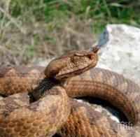 Играчка-плачка! Селфи с гърмяща змия прати мъж в болница