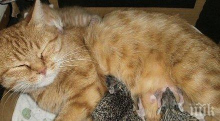 котка превърна мащеха четири малки уникално