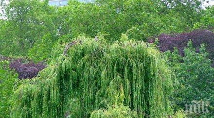 дърветата щастието хит китайската градина
