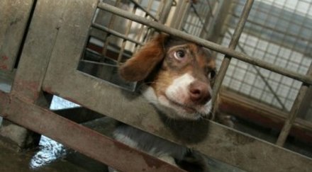 близо 4500 кучета кастрирани софия