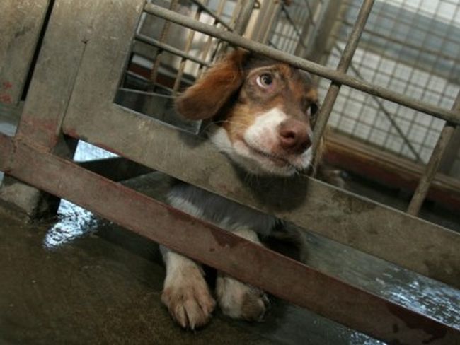 Близо 4500 кучета кастрирани в София