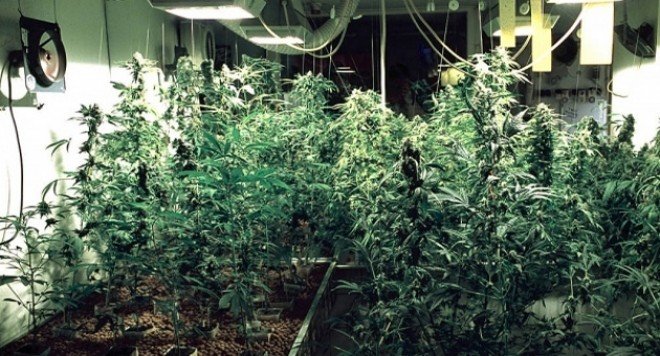 Полицаи разбиха домашна лаборатория за марихуана в Севлиево