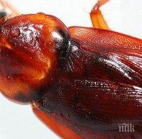 Отвратително! Мъж завъдил в ухото си хлебарка с 25 бебета