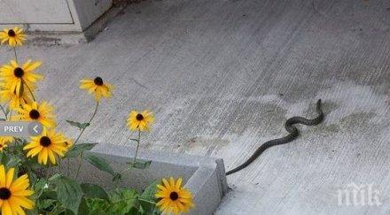 змии плъзнаха бургаския славейков видео