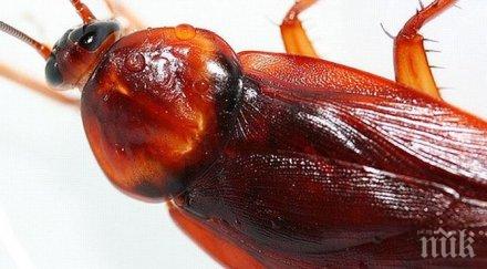 отвратително мъж завъдил ухото хлебарка бебета