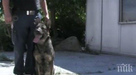 никак лесно научете едно куче става полицай
