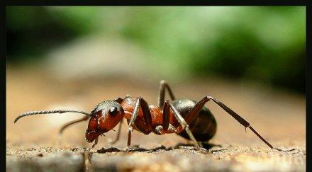 мравките също прибягват самолечение