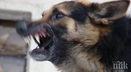 куче наръфа зверски овчар стига ами съдът осъди поиска 1200 лева