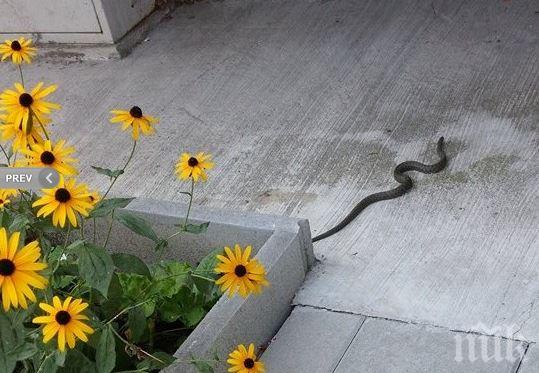 Змии плъзнаха в бургаския ж.к. Славейков (видео)