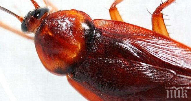 Отвратително! Мъж завъдил в ухото си хлебарка с 25 бебета