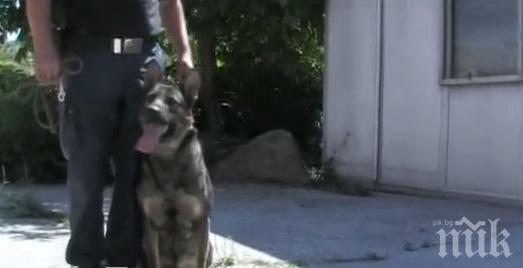 Не е никак лесно! Научете как едно куче става полицай