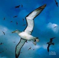 В телата на 90% от морските птици има пластмаса