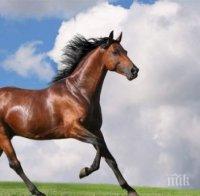 Деца учат безплатно конна езда във Варна
