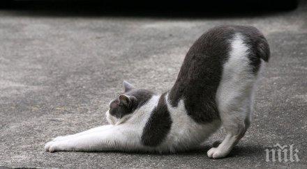 искате котка можете грижите нея вижте компютърът реши проблема