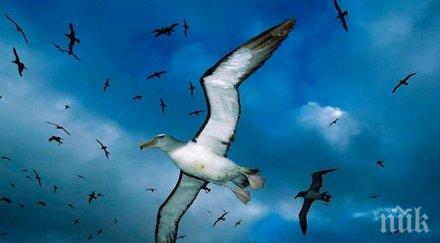 телата морските птици пластмаса