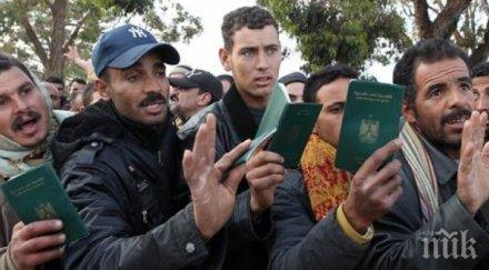 красивите умните хрантутници сащ