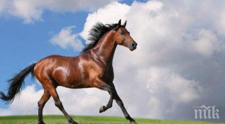 деца учат безплатно конна езда варна